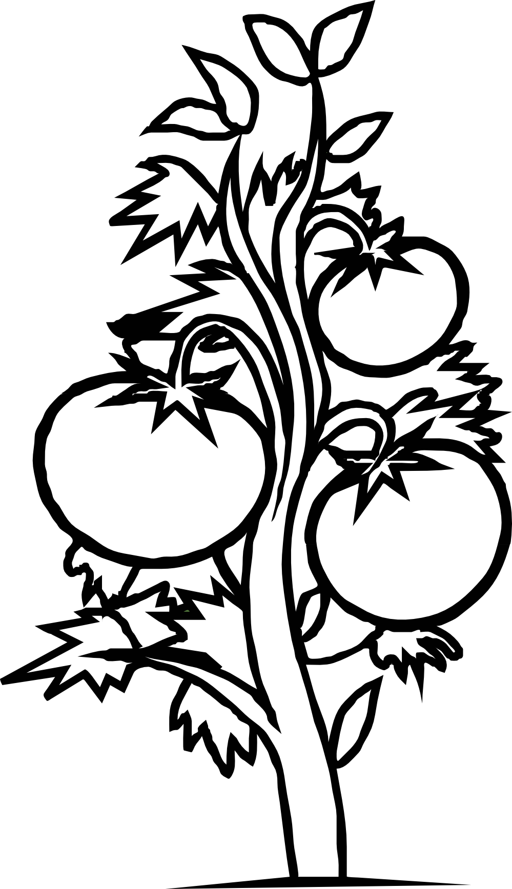 Pepper clipart black and white. Tomato panda free images