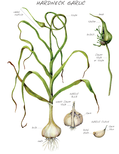 garlic clipart draw