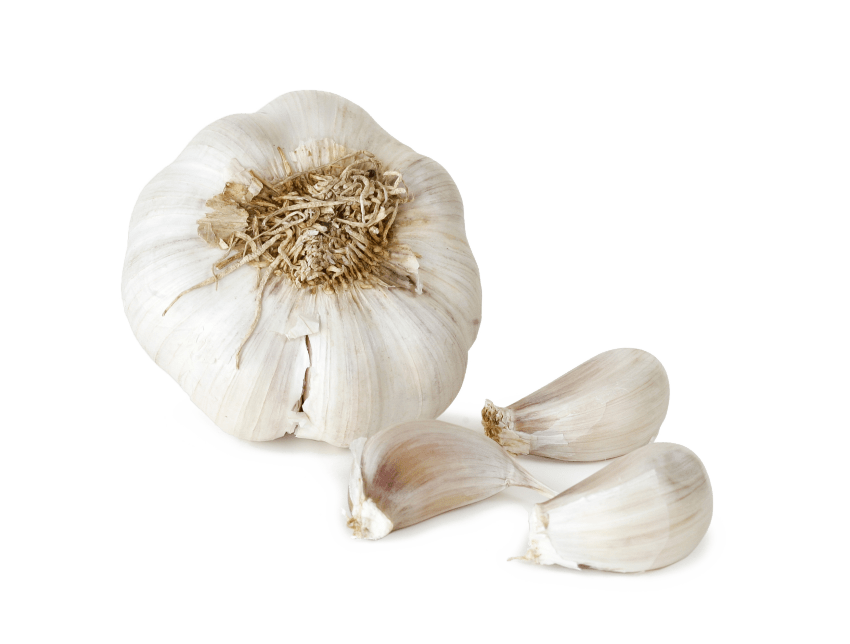 garlic clipart file