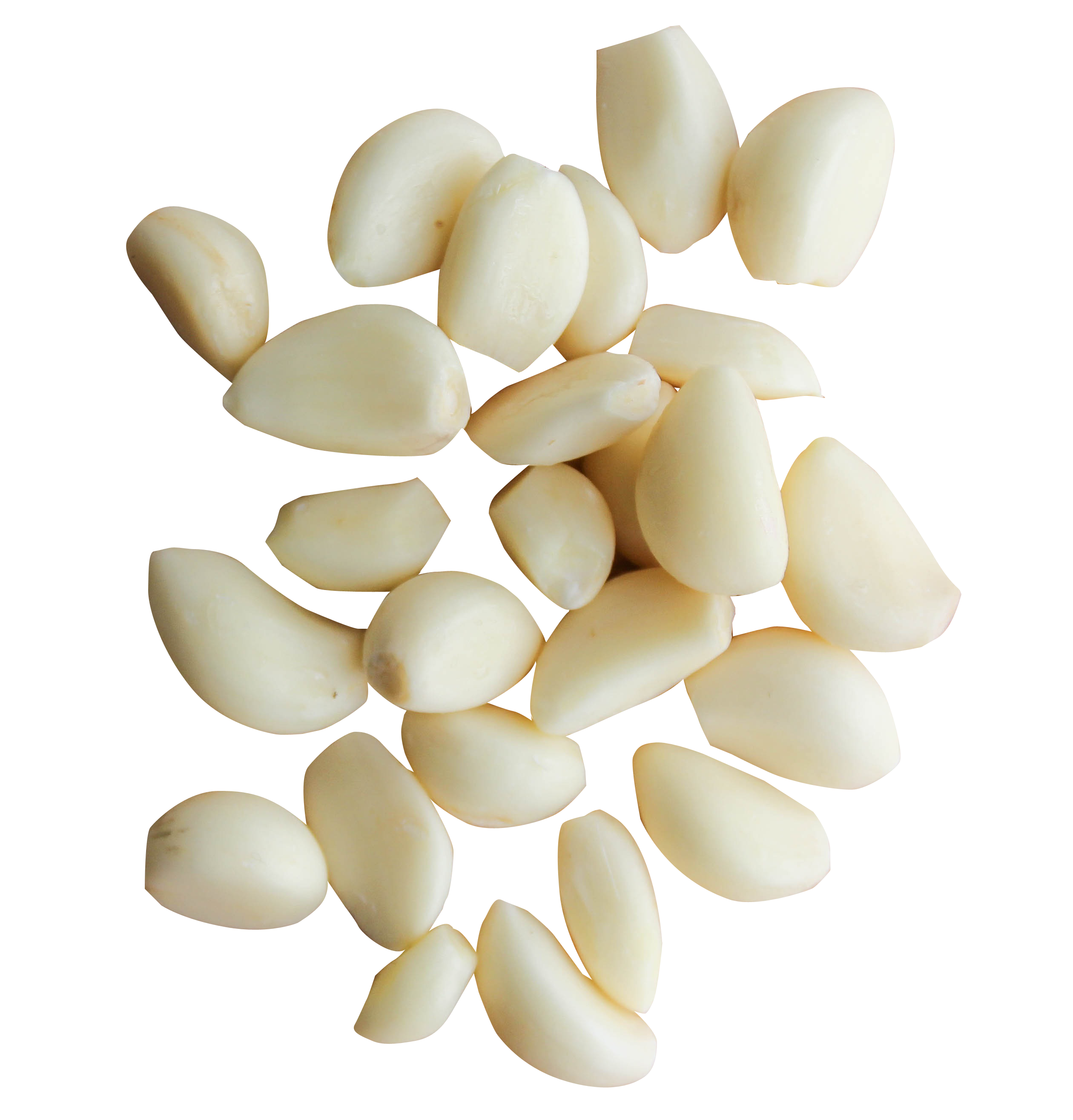 garlic clipart fresh