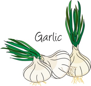 garlic clipart garlic clove
