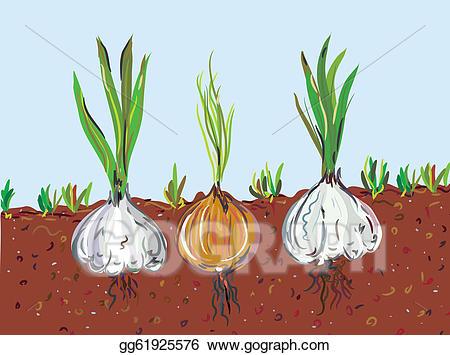 garlic clipart garlic plant