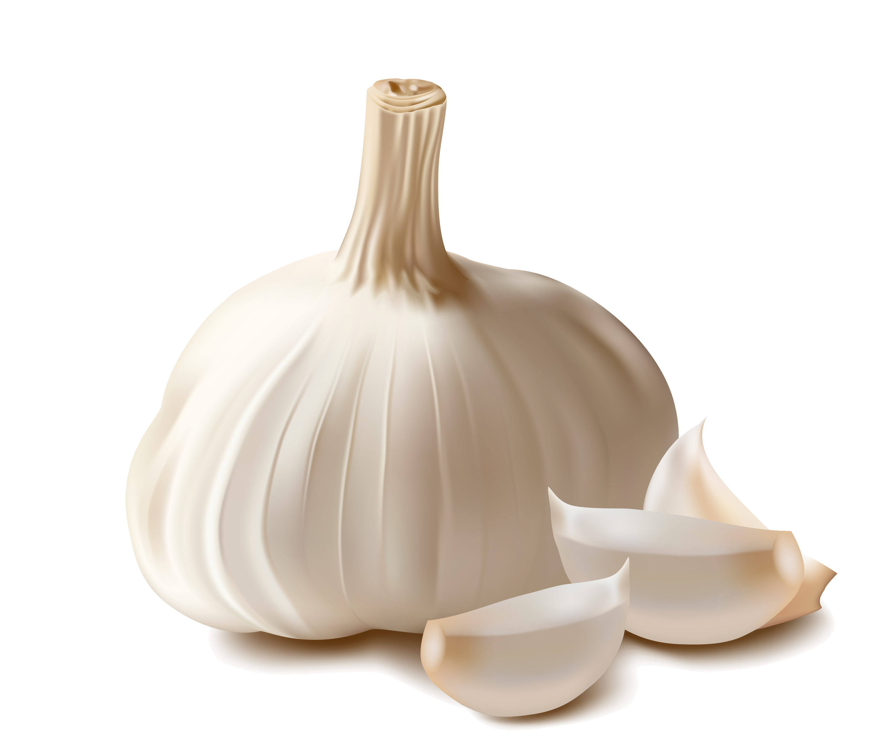 Png image purepng free. Onion clipart garlic onion
