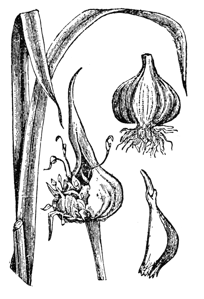 garlic clipart garlic plant