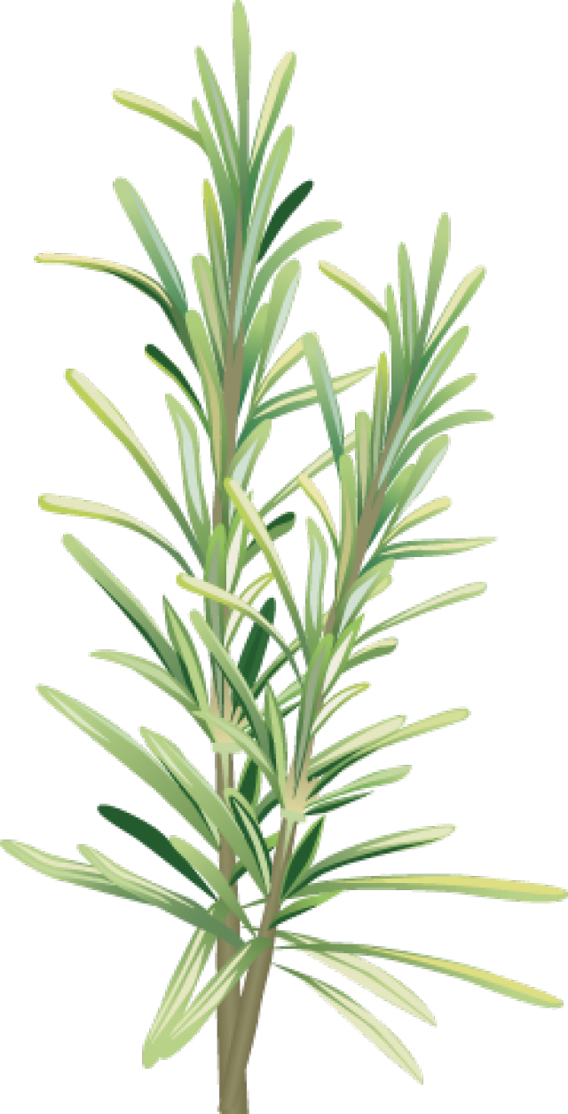 lavender clipart rosemary plant