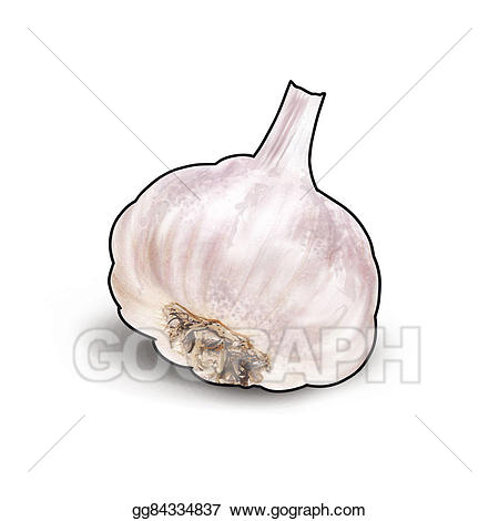 garlic clipart illustration