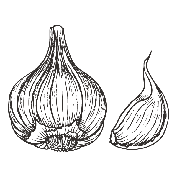 Garlic clipart outline, Garlic outline Transparent FREE for download on