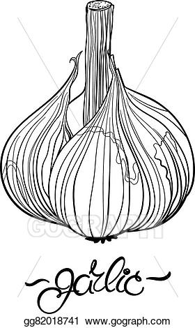 garlic clipart outline