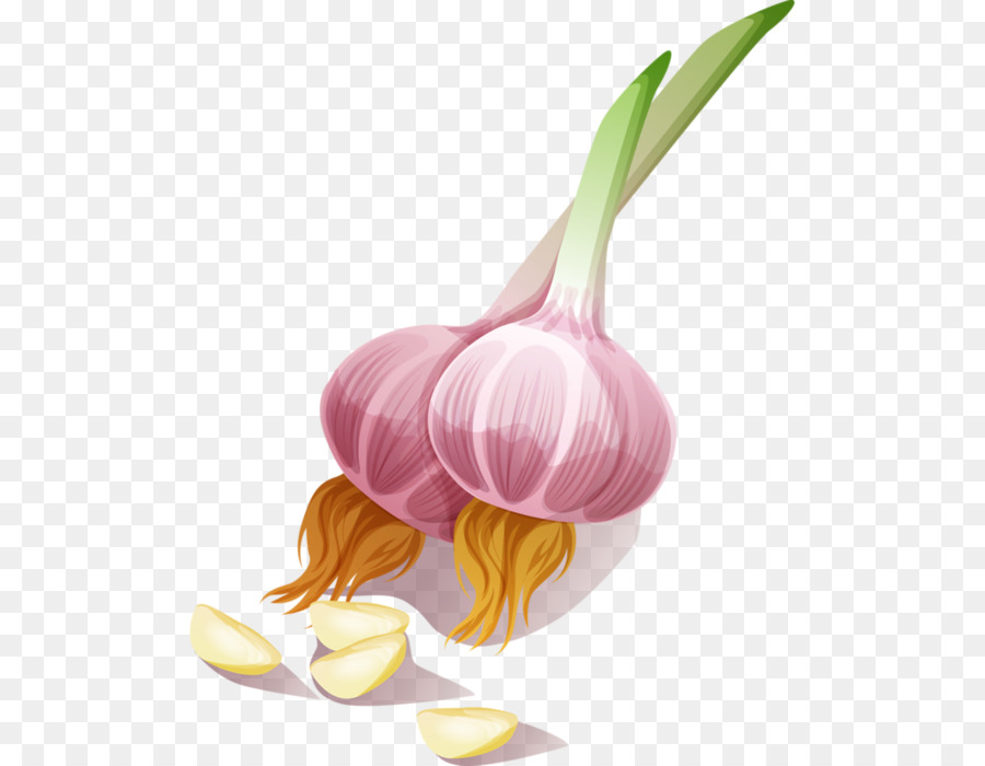 Cartoon png download free. Onion clipart garlic onion