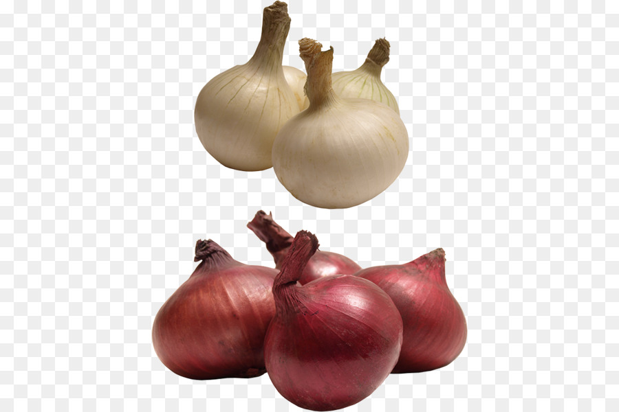 Red onion yellow clip. Garlic clipart shallot
