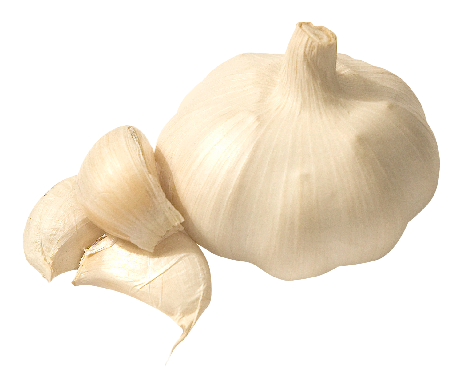 Garlic clipart transparent background. Png image without web
