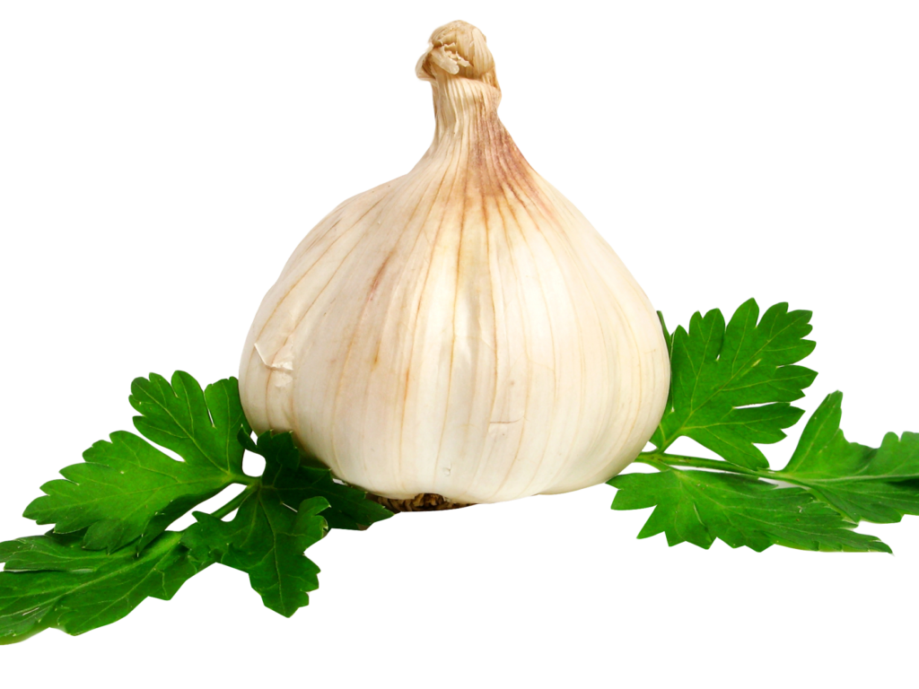 Png image best stock. Garlic clipart transparent background