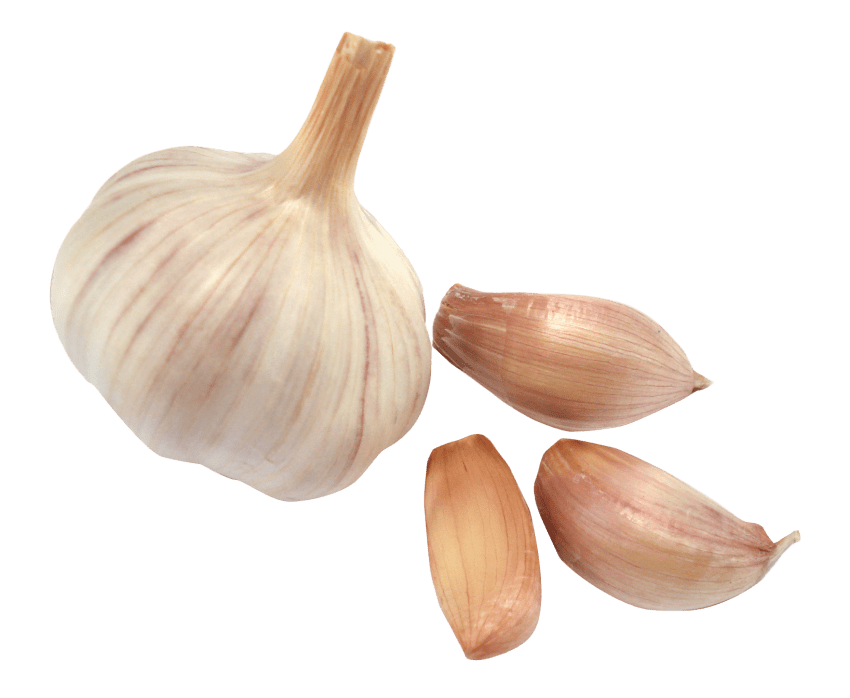 Garlic clipart transparent background. Png free images toppng