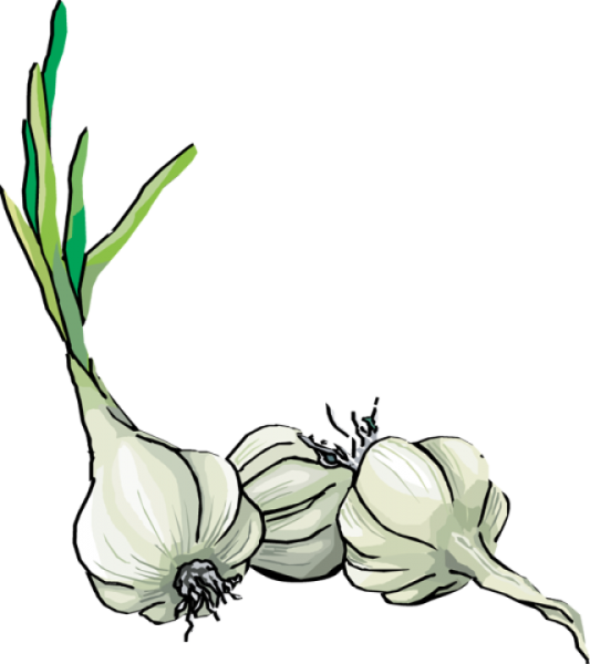 garlic clipart vector