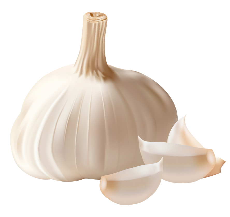 garlic clipart