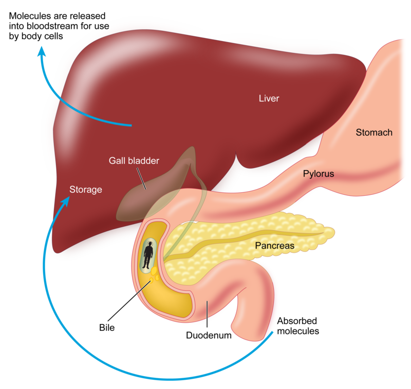 gas clipart digestive system