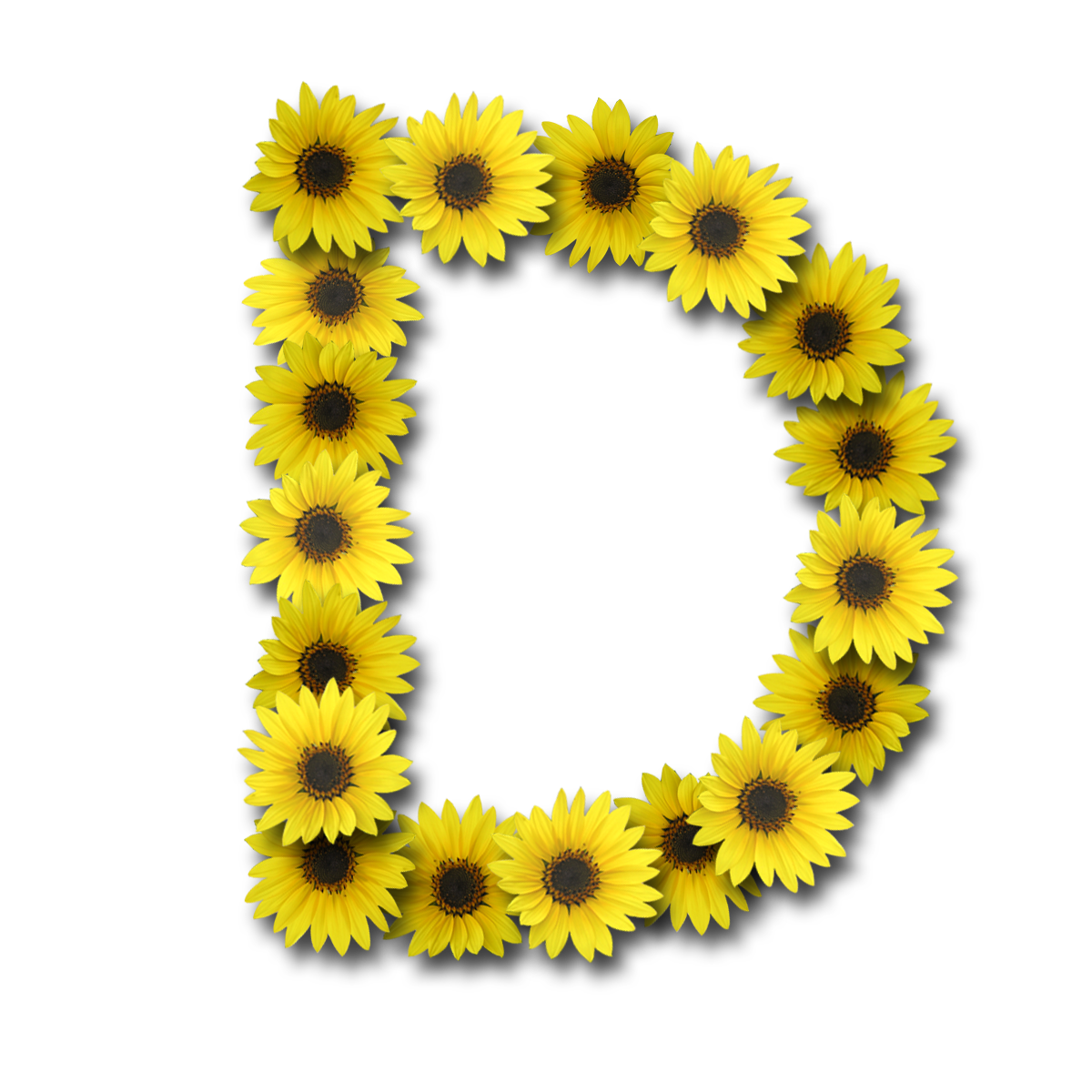 Capital letter d png. November clipart sunflower