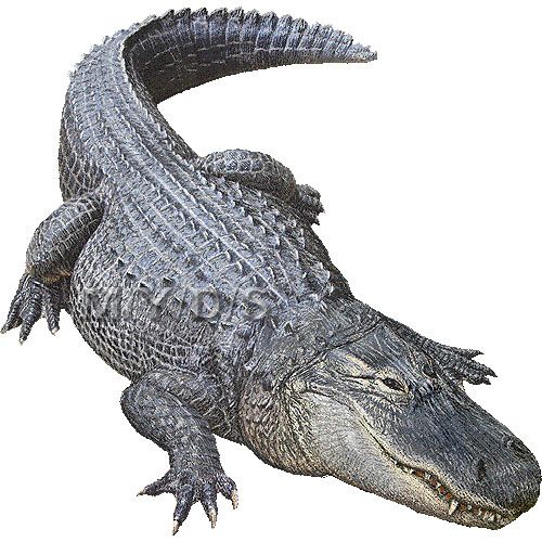 gator clipart american alligator