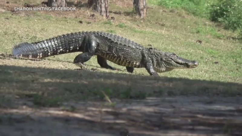 gator clipart american alligator