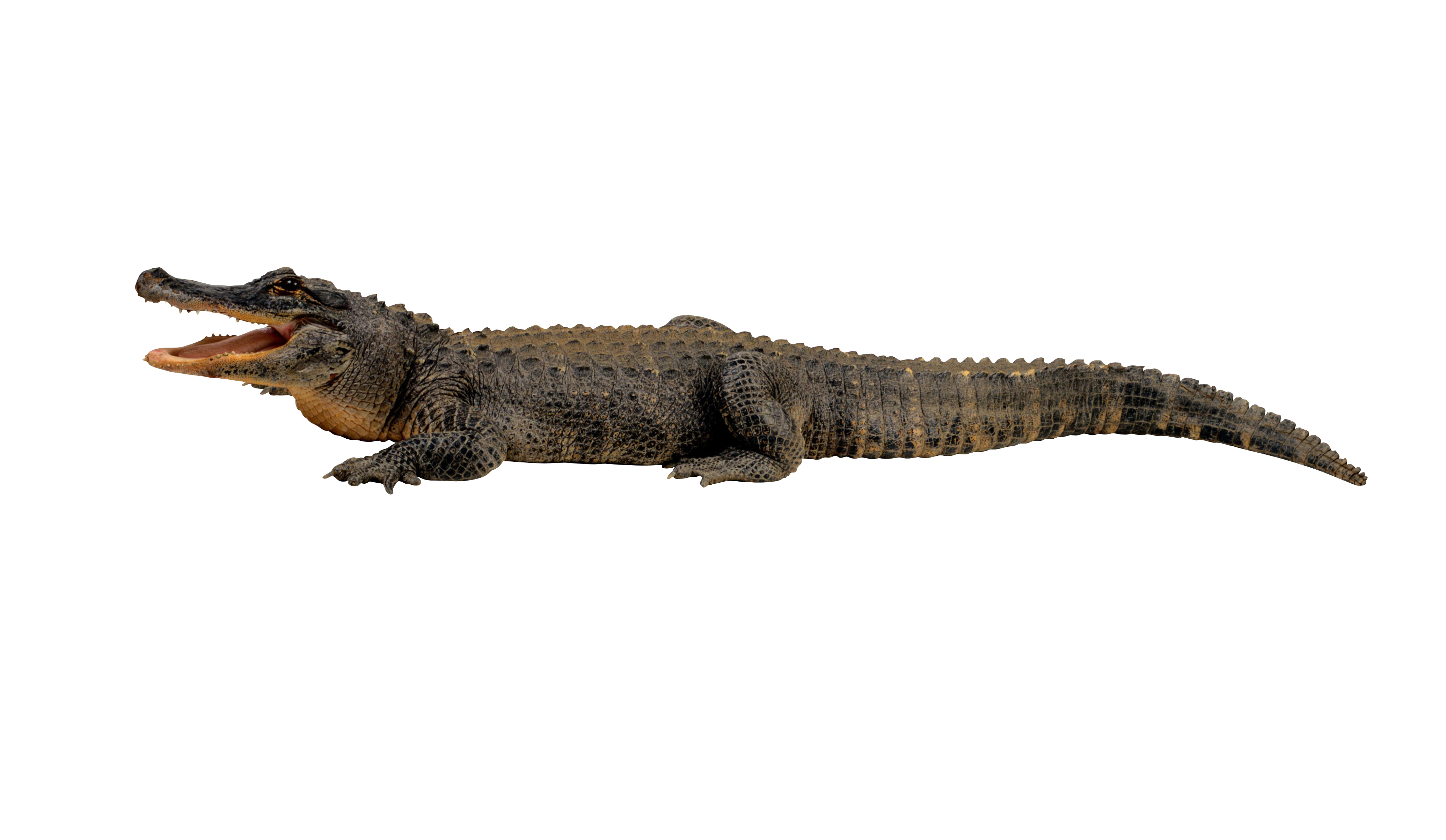 Nile crocodile alligator clip. Gator clipart cocodrilo