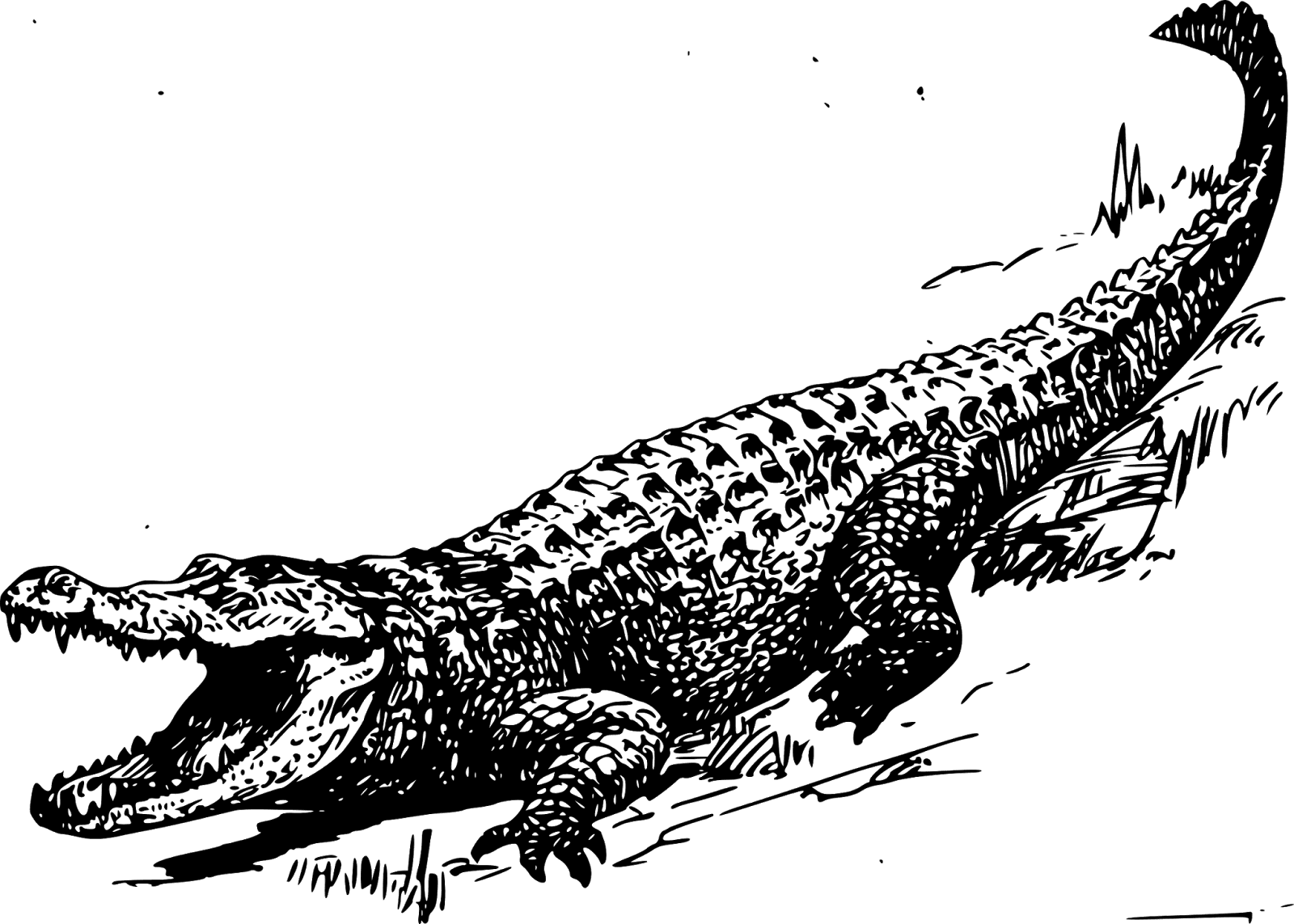 gator clipart swamp animal