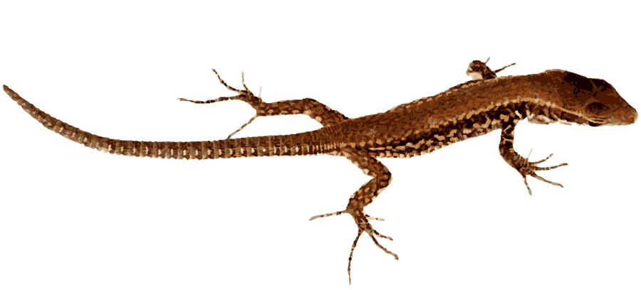 gecko clipart chipkali