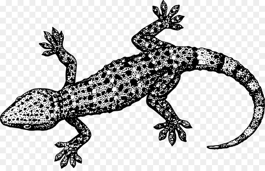 lizard clipart geco
