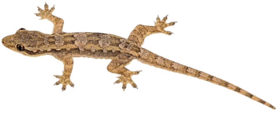 gecko clipart lagartija