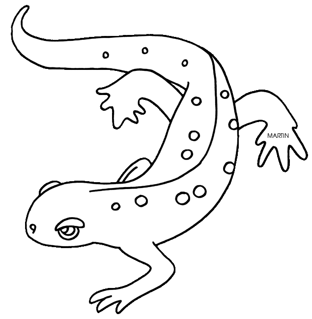 gecko clipart newt
