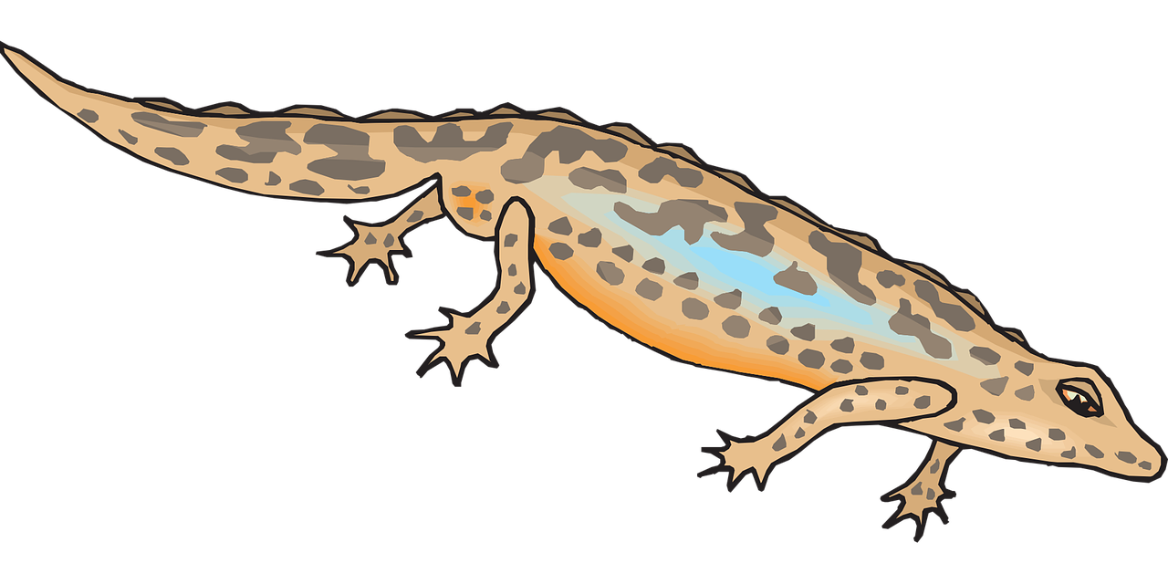gecko clipart newt