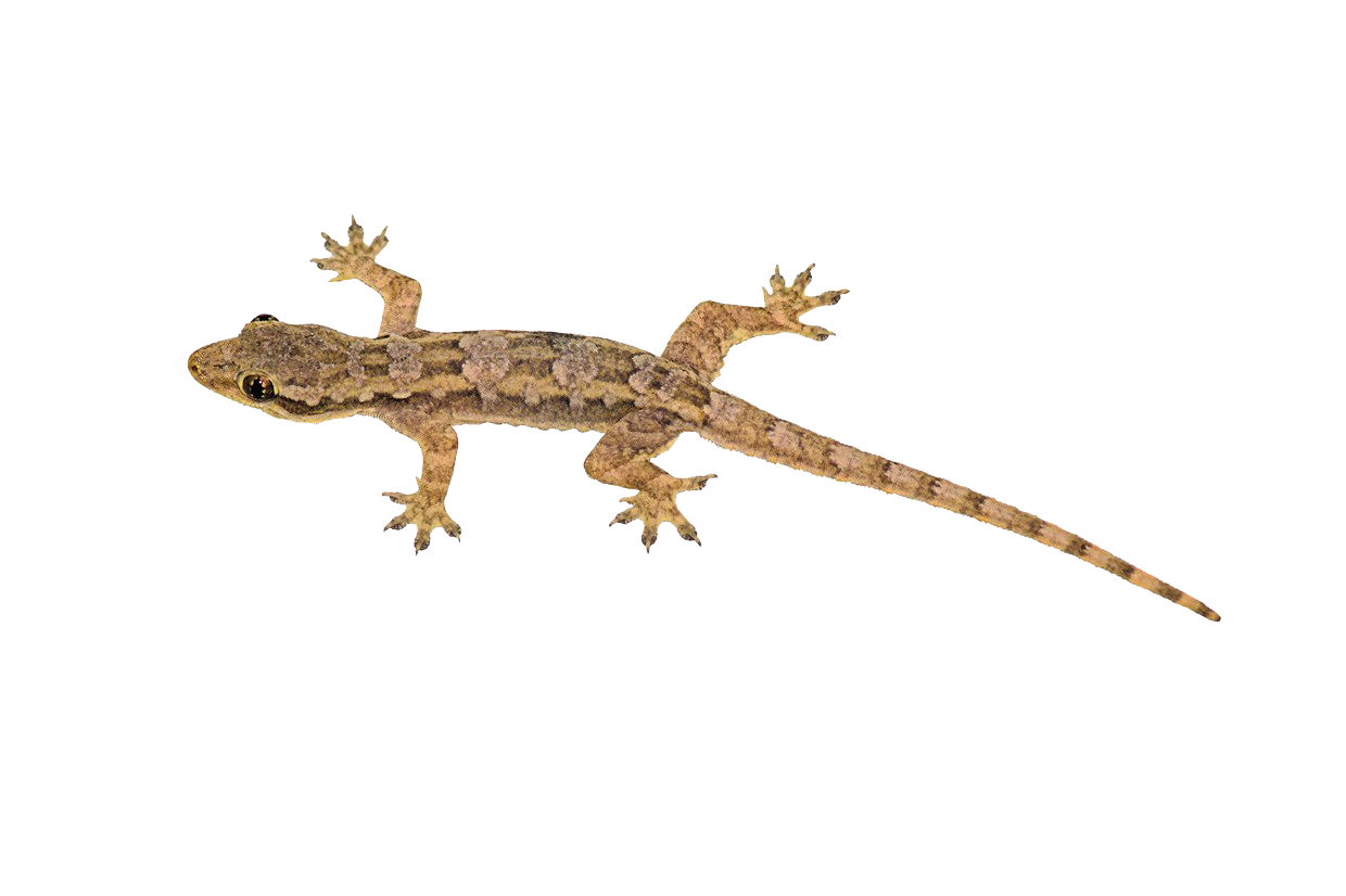 gecko clipart rainforest lizard