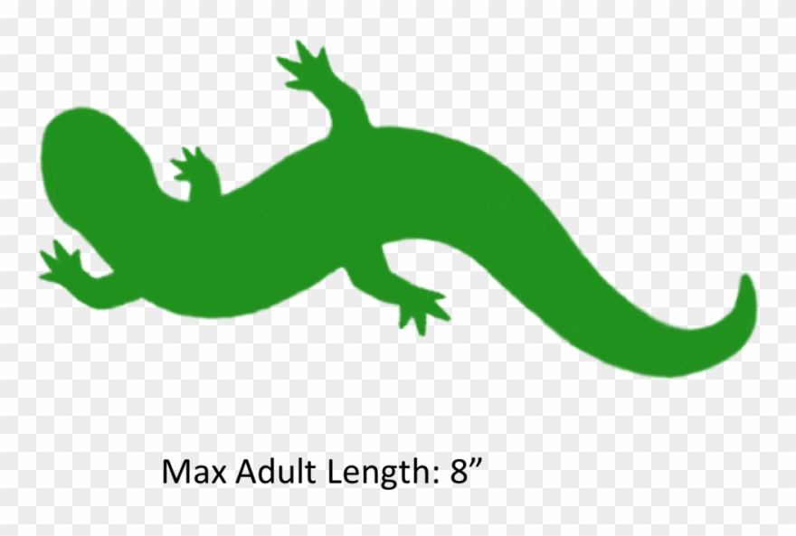 Reptile gecko png download. Lizard clipart salamander