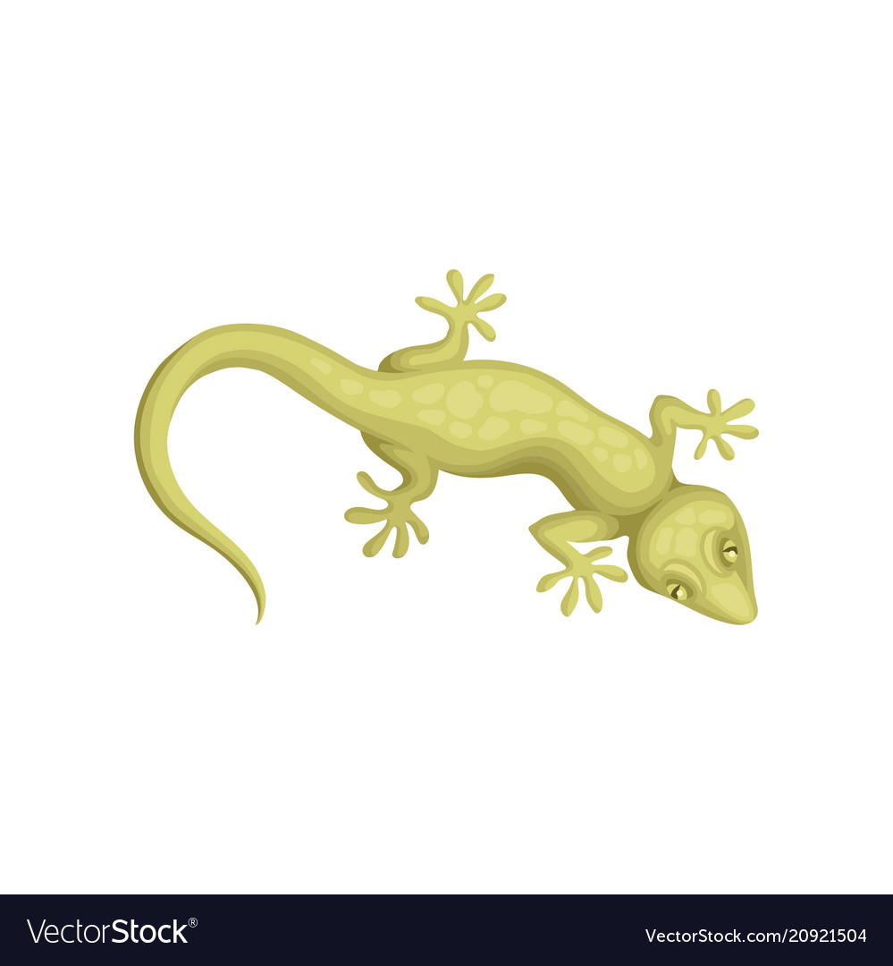 gecko clipart yellow spotted lizard