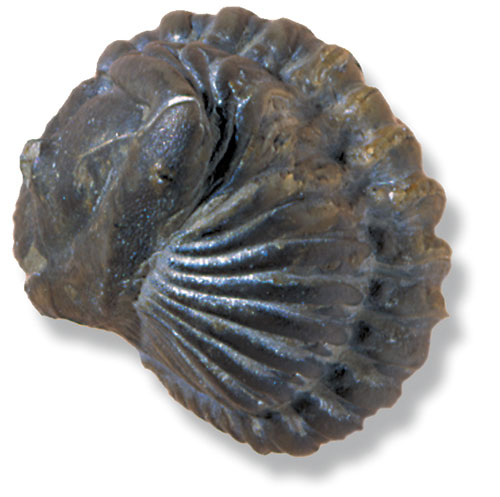 geology clipart fossil shell