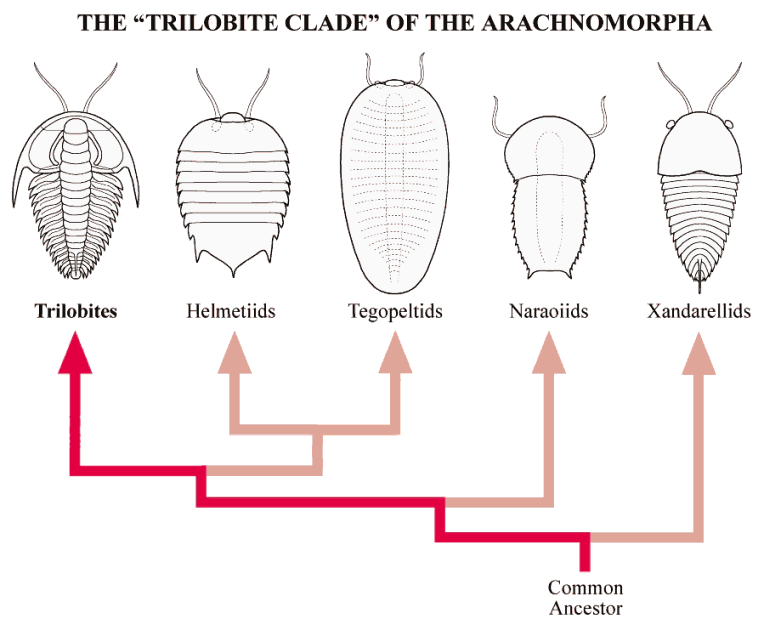 geology clipart trilobite
