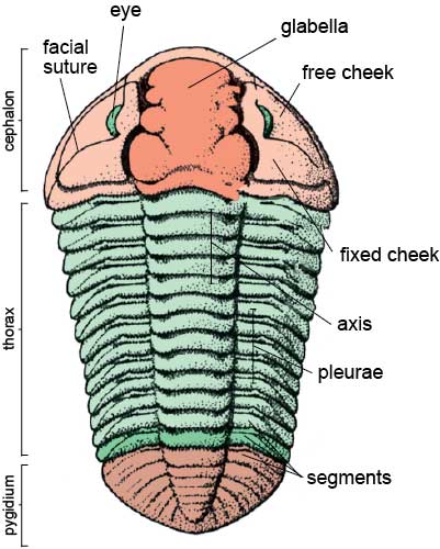 geology clipart trilobite