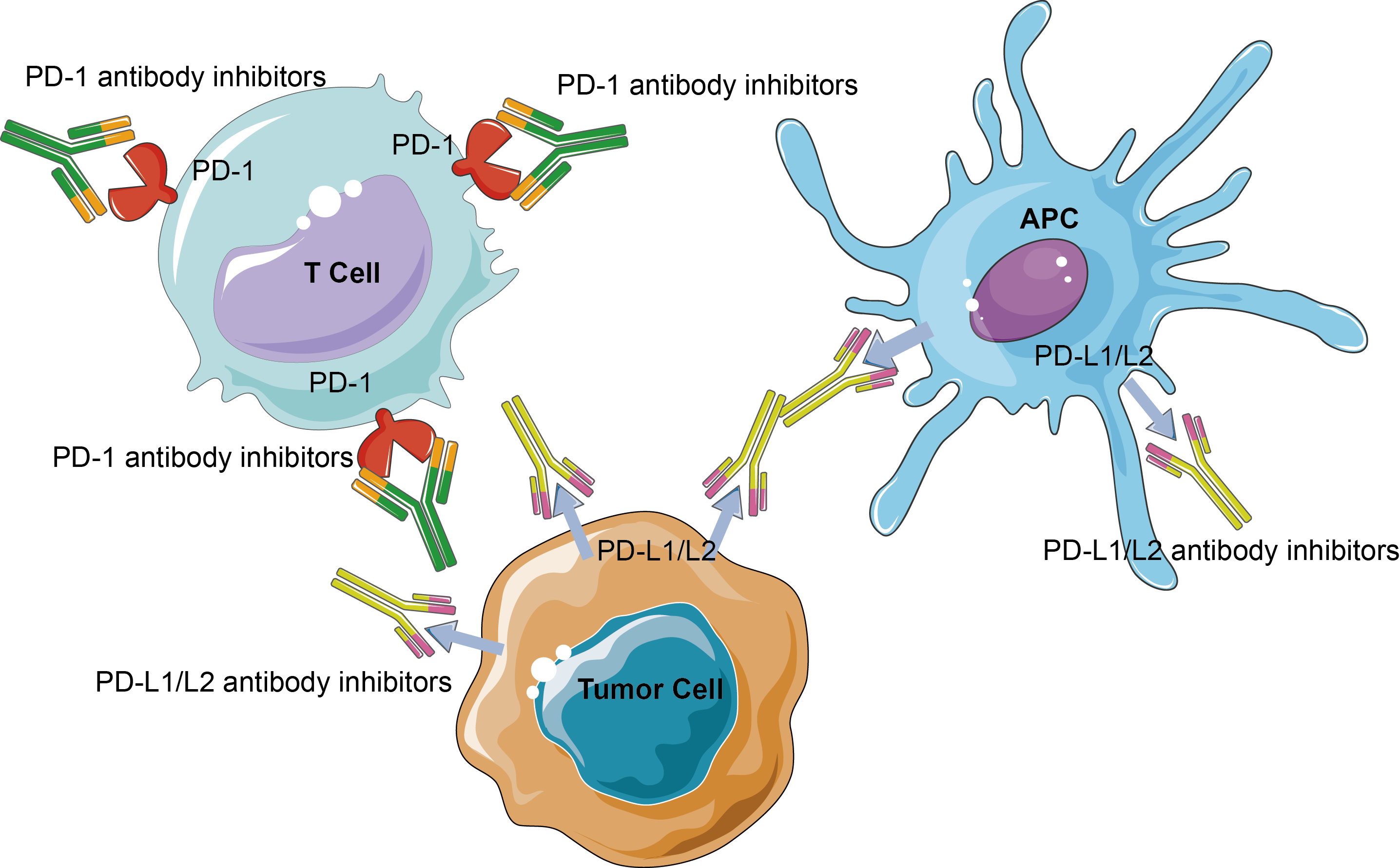 Immune checkpoint proteins creative. Germs clipart antibody