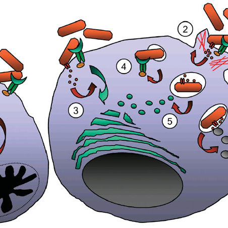 germ clipart phagocyte
