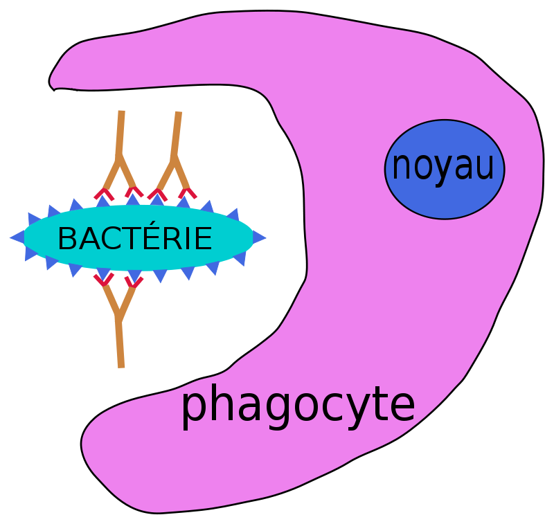 germ clipart phagocyte