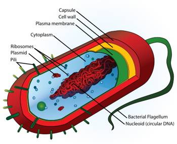 Prokaryotic cell structure online. Germ clipart prokaryote