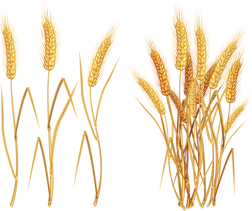 Png free images toppng. Grain clipart wheat plant