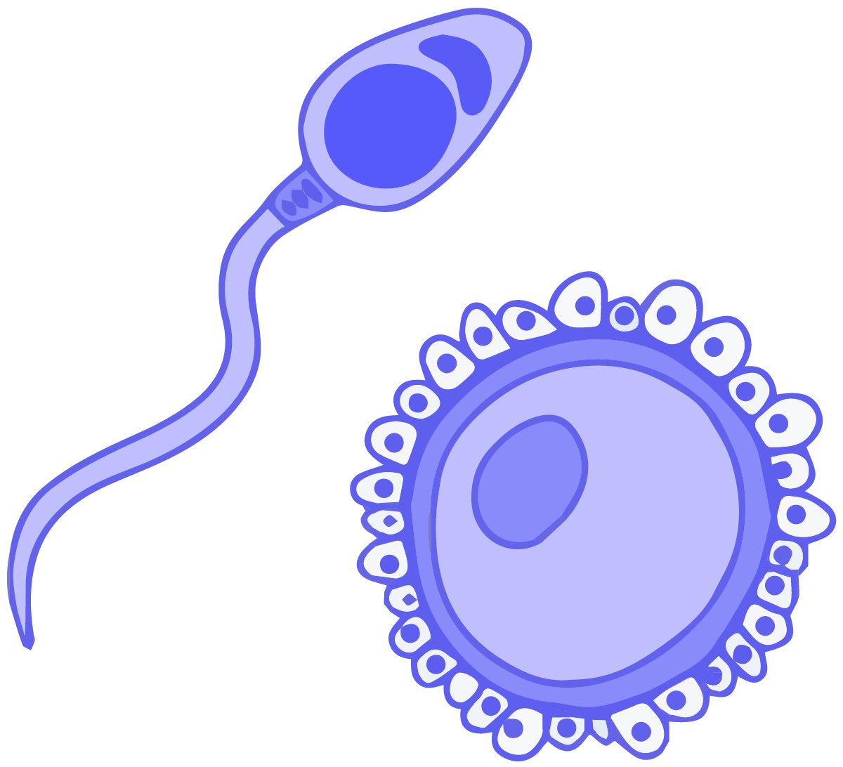 germ clipart unicellular organism