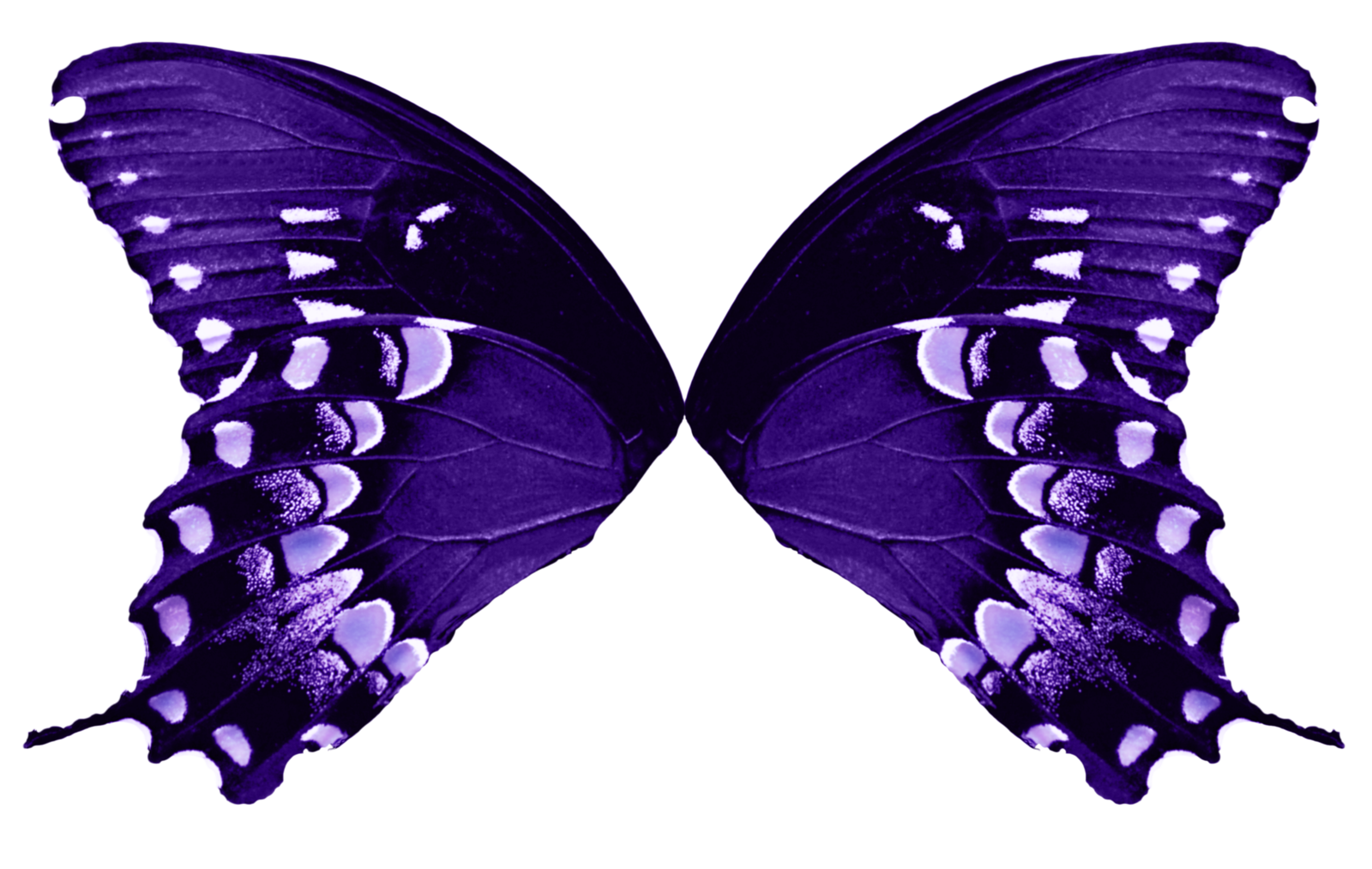 Wings of a dream. Germany clipart butterfly