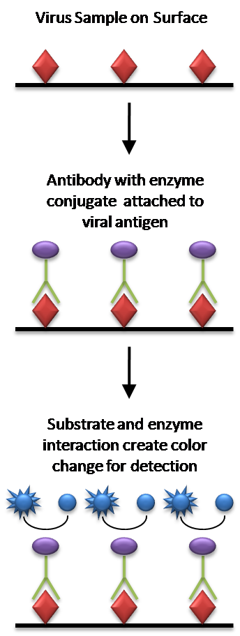 Germs clipart antibody. Diagnostic immunology boundless microbiology
