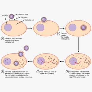 Bacteria host cell . Germs clipart measles virus