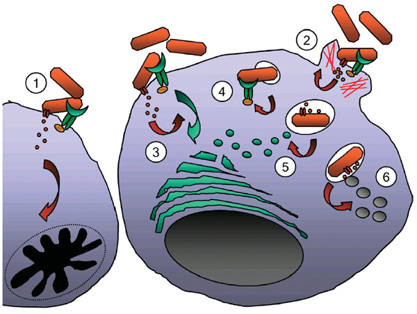 Germs clipart phagocyte. Bacterial defense against phagocytes