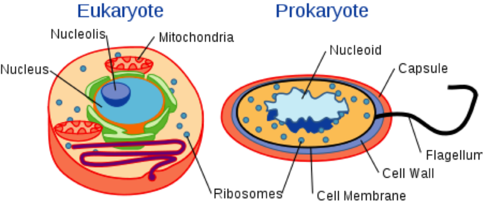 germs clipart prokaryote