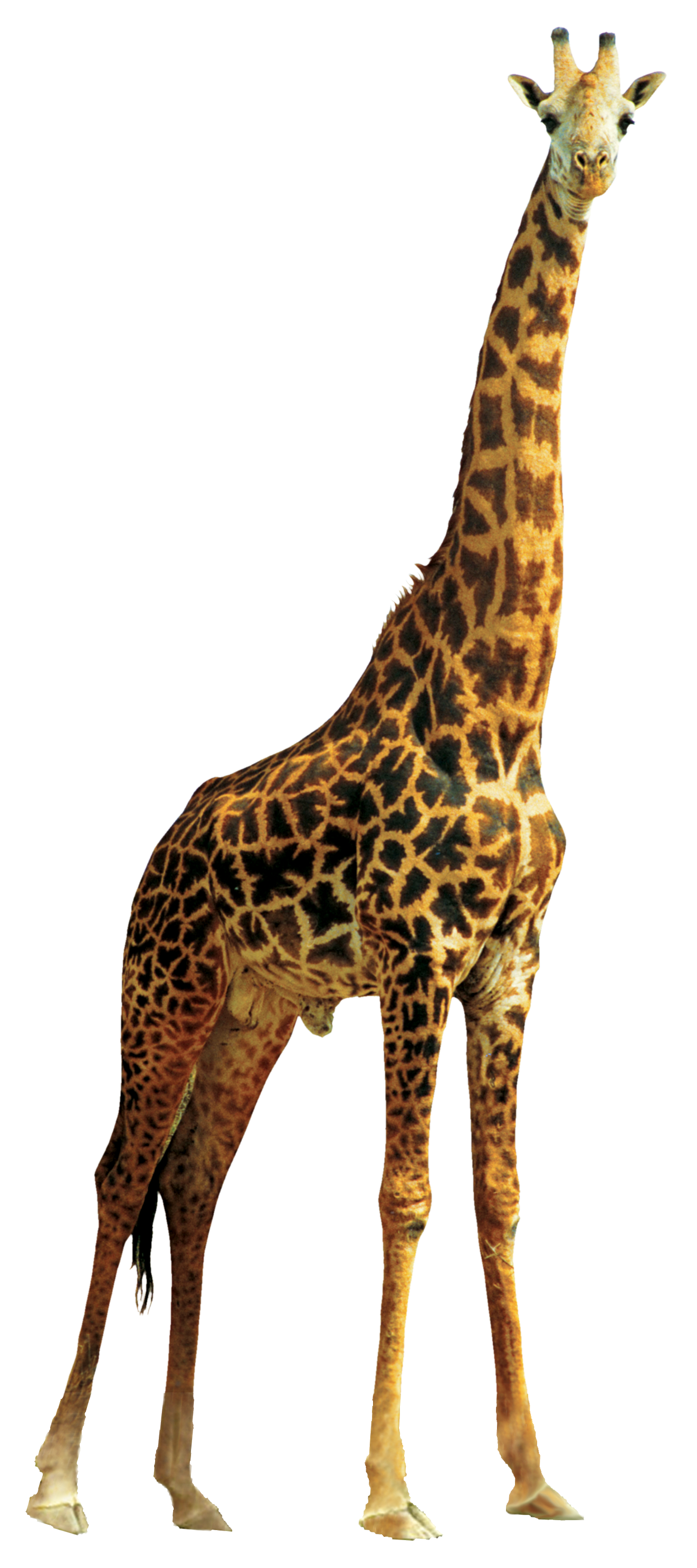giraffe clipart adaptation