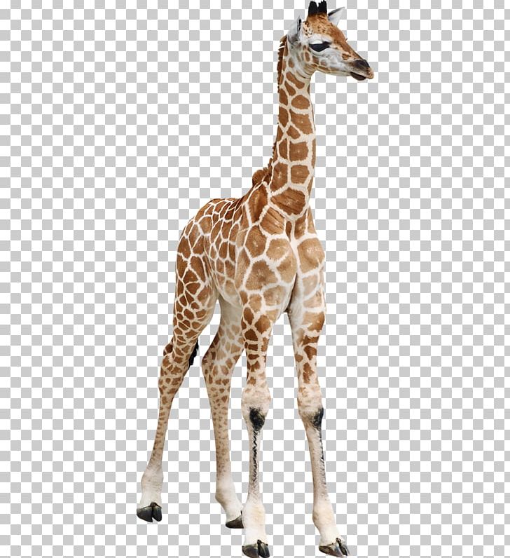 giraffe clipart calf