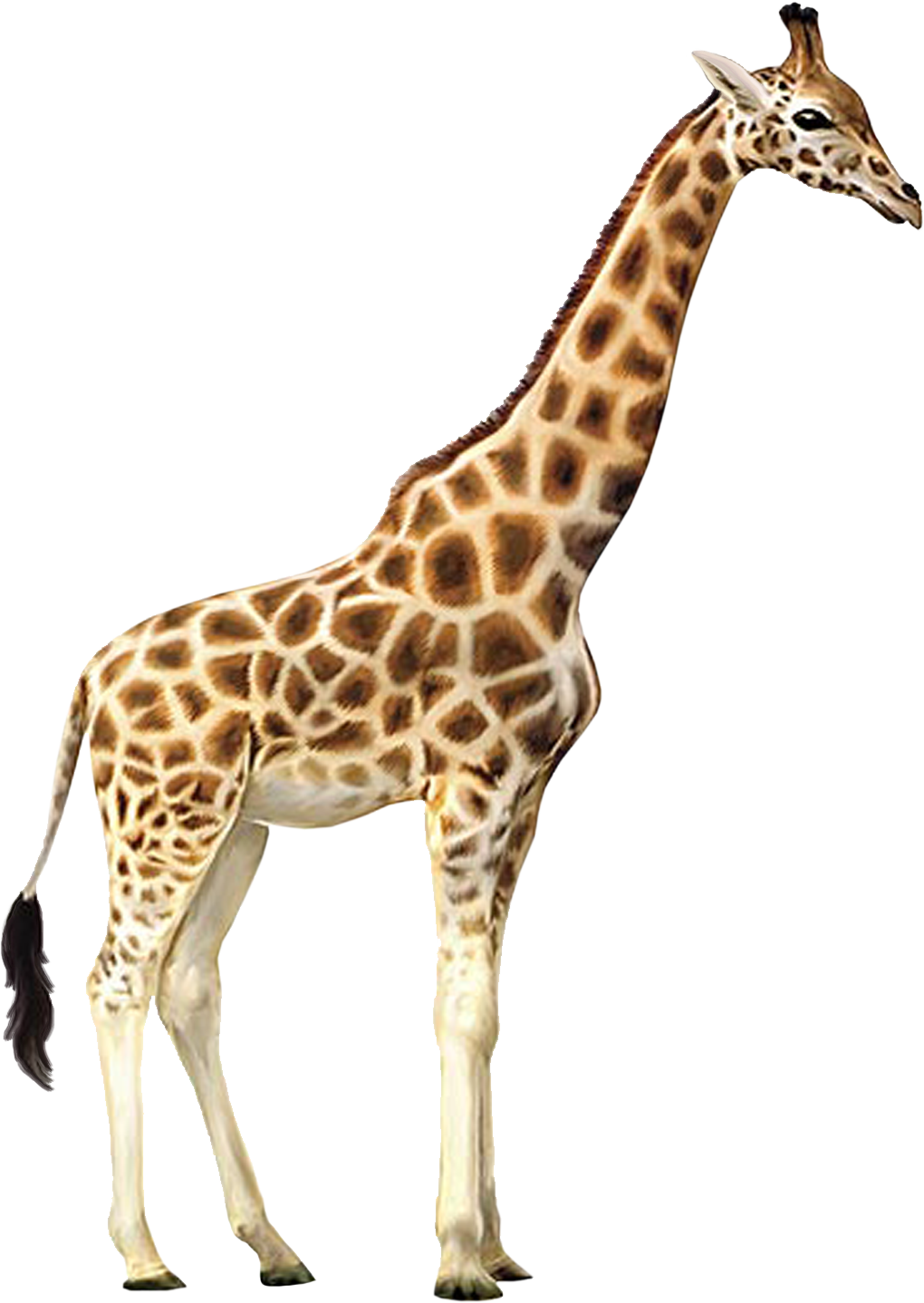 giraffe clipart christmas